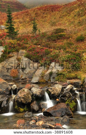 Beautiful nature's own garden at Mount Rainier park during autumn