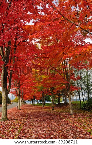 Brilliant autumn colors with path covered with fall leaves