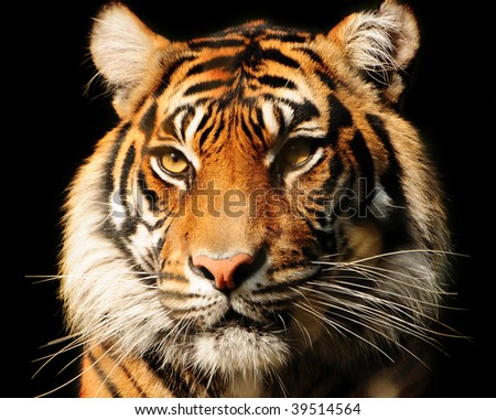 Tiger Endangered Species