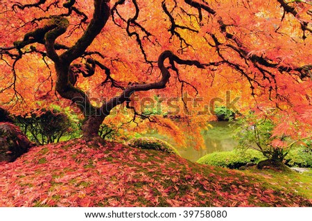 Attractive Japanese maple tree in full autumn glory