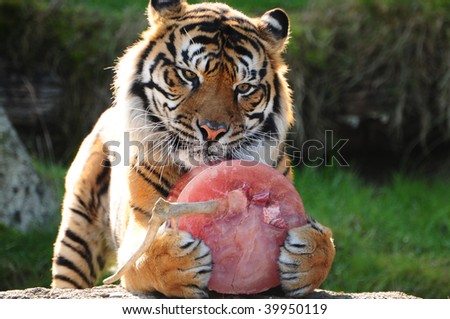 It\'s mine - Tiger grabbing and protecting its share of meat so that no one can take it away