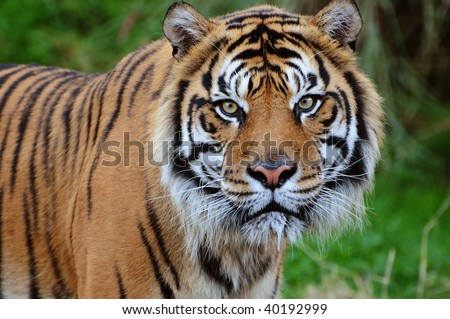 Closeup of a beautiful Sumatran tiger staring at the camera, saliva dripping from its jaws