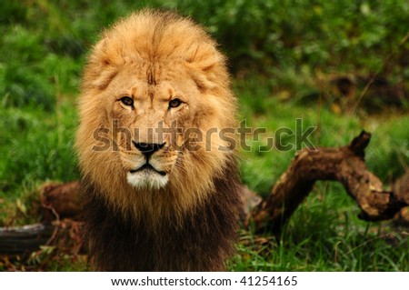 Portrait of a majestic african lion staring at the camera