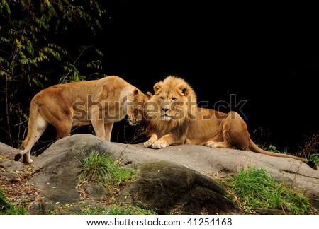 Love among animals - Loving pair of lion and lioness who are just made for each other