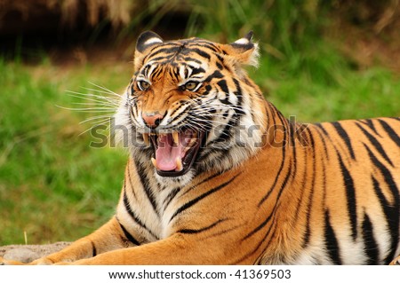 Gorgeous Sumatran tiger threatening its opponent by roaring