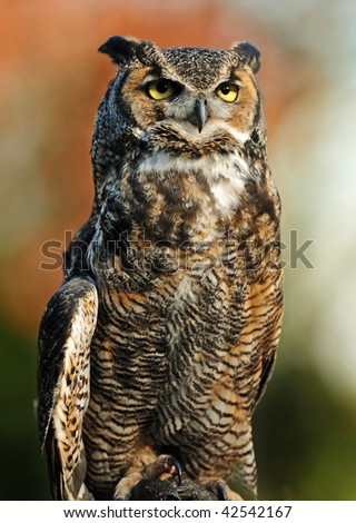 Beautiful portrait of the Great Northern Horned Owl over vibrant autumn background