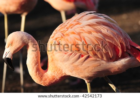 Closeup of a Flamingo fishing in river bank, other flamingos in the background