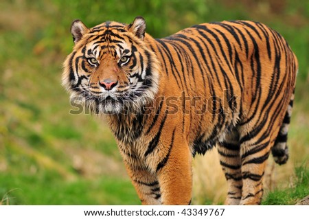 Sumatran+tiger+pictures