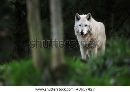 The great gray wolf standing under the moonlight in the forest