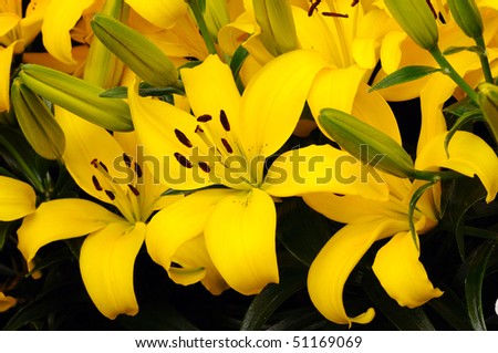 Vibrant yellow colored bunch of Asiatic Lily flowers