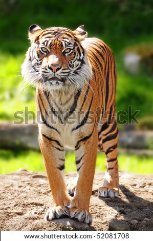 Massive Sumatran tiger standing over rock staring towards the camera