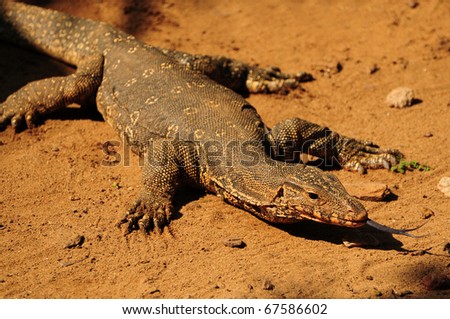 Adult monitor lizard extending its tongue while hunting for food