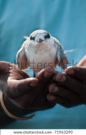 An injured whiskered tern feeling better on the hands of a sailor after being rescued from drowning.