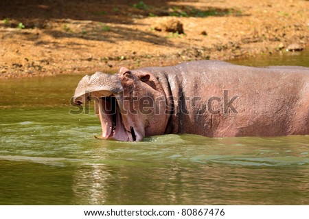 A Hippo gives out a loud grunting roar in the water