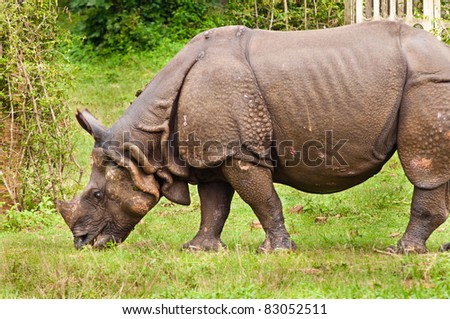 Indian one horned Rhino eating grass