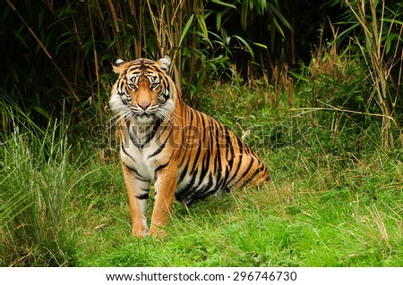 Royal bengal tiger stopped sitting inside a dense forest