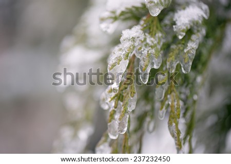 Juniper branches under ice after winter rain