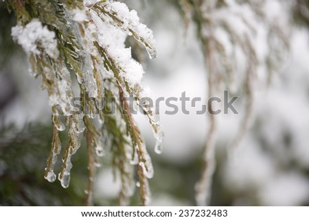 Juniper branches under ice after winter rain