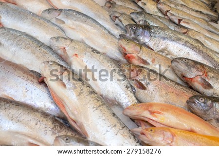 plenty of trout on ice closeup