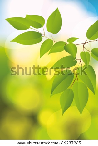 Tree Leaves Stock Vector Illustration 66237265 : Shutterstock