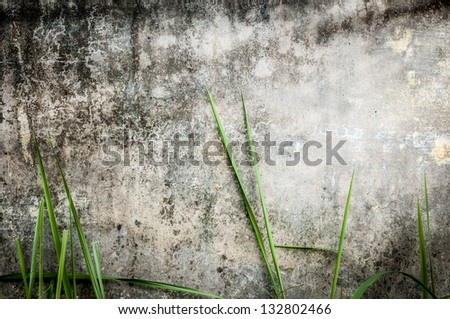 Dirty gray wall with black stains. Green grass near stonewall of old building. Seamless background. Moldy panel of house with plants in foreground. Rustic texture with dark spots. Urban exterior.