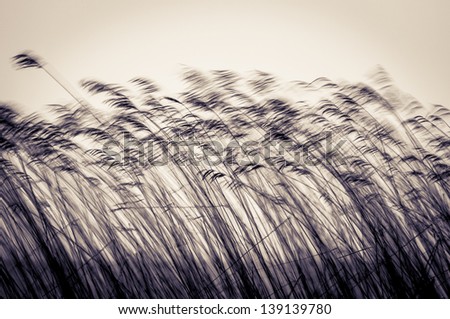 Many Black Cane Stems In Motion In Evening Or At Twilight. Dark Reed Moving Down Wind On Light Sky Background In Sepia. Dusk And Gloomy View Of Plants. Natural Backdrops And Wallpapers.