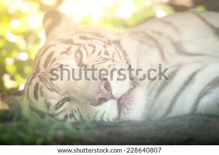 Close Up of White Tiger Lying Down on Side Looking at Camera