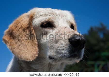 very sad homeless puppy with blue sky in background
