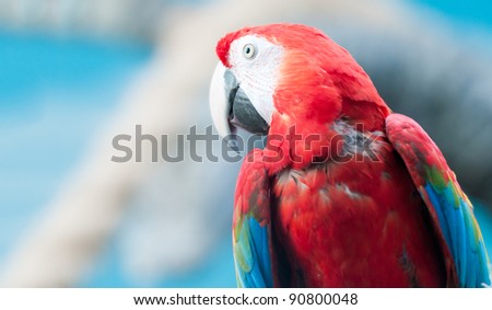 Beautiful and colorful parrot. White and blue background. Space for copy.