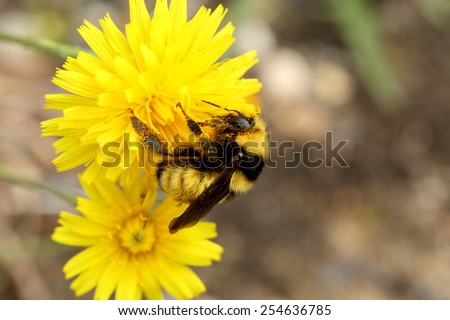 Bumblebee (Bombus terrestris)  Also call buff-tailed bumblebee, is native to North America & Europe. It\'s been introduce to many countries as pollinators for commercial crops such as tomatoes.