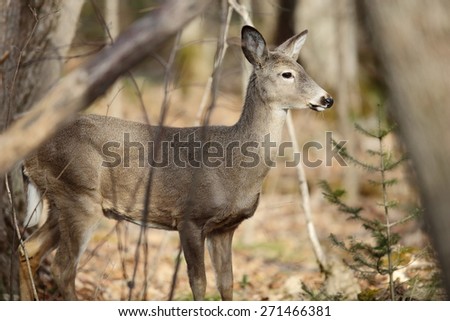 White-tailed deer (virginianus odocoileus) is found through out most of North America,Central America and the northern part of South America.