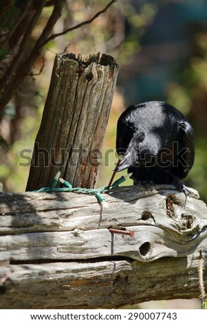This raven has fallen when the branch he was on broke. He stayed two days on this fence with the parents are continuously calling and scolding him.  He allowed me to get closeup & photograph him.