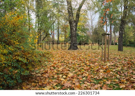 The photo shows the autumn landscape. On the grass lay the golden leaves on the trees can still see the green leaves.