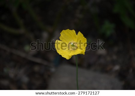 Single Yellow Poppy Flower