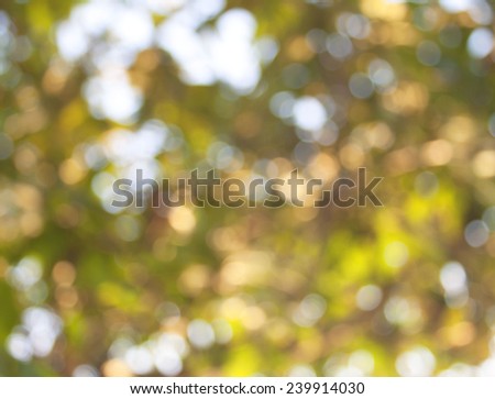 Abstract image of light out of the trees and twinkling lights bokeh image is blurred.