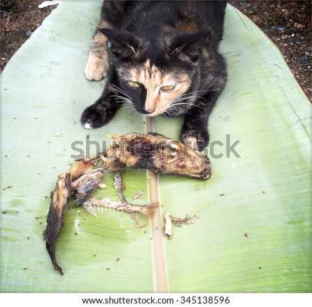 cat fish, cat fish eat a banana leaf.