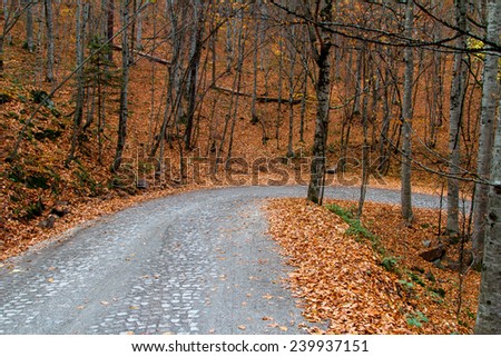 Road of forest, autumn season with leaves on ground in Yesilgoller, Bolu, Turkey.