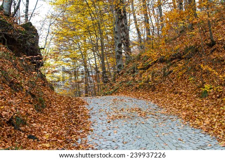 Road of forest, autumn season with leaves on ground in Yesilgoller, Bolu, Turkey.