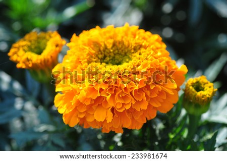 Yellow round flower in a garden