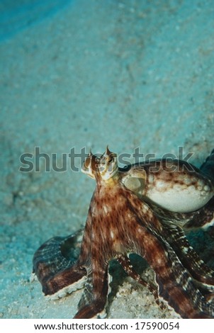 Curious octopus on sea bed