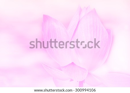 sweet color lotus in soft color and blur style