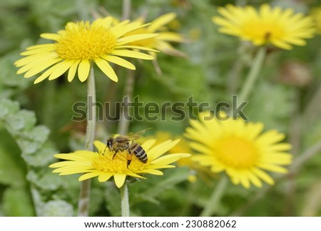 African bee visiting yellow daisies