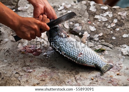 hands cutting fresh lake fish