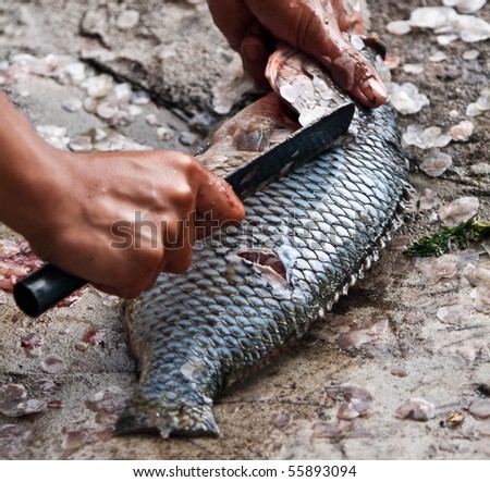 hands cutting fresh lake fish