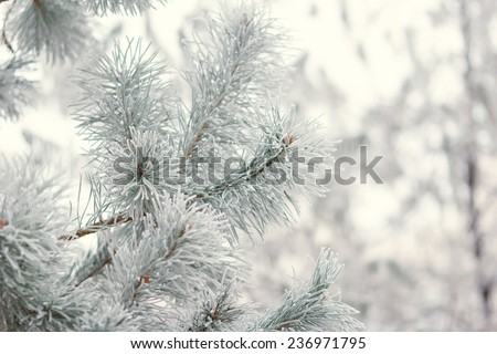 The branch of spruce or pine tree covered with snow. Winter forest, nature, winter, frost, frosty day - the concept for the New Year greeting card or background image for the winter season. Winter.