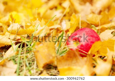 Ripe apples lie on a pile of yellow leaves. Fresh ripe apples on a yellow autumn leaves.