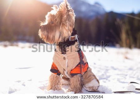 Yorkshire terrier sitting in the snow wearing overalls. Dog Yorkshire terrier walking in the snow. Dog in winter.