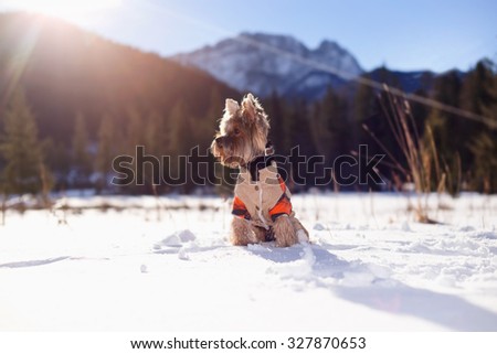 Yorkshire terrier sitting in the snow wearing overalls. Dog Yorkshire terrier walking in the snow. Dog in winter.
