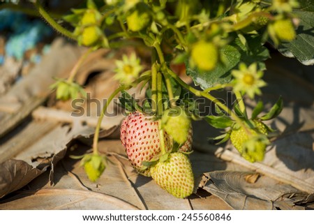 young strawberry plant in the morning ,Thailand