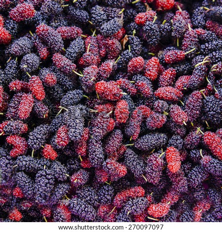 Close up organic mulberry fruit harvested from the farm.